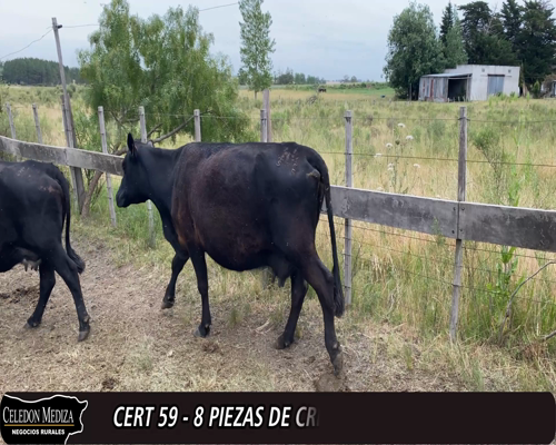 Lote (Vendido)10 Piezas de cría 2AA, 2HExNO,  1 RAxHE a remate en 12° Remate por Pantalla 450kg -  en - RUTA 11 KM 145, TALITA