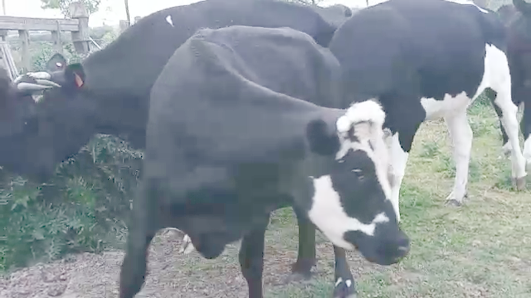 Lote 6 Vacas de Invernada HOLANDO a remate en REMATE POR PANTALLA 550kg - , San José