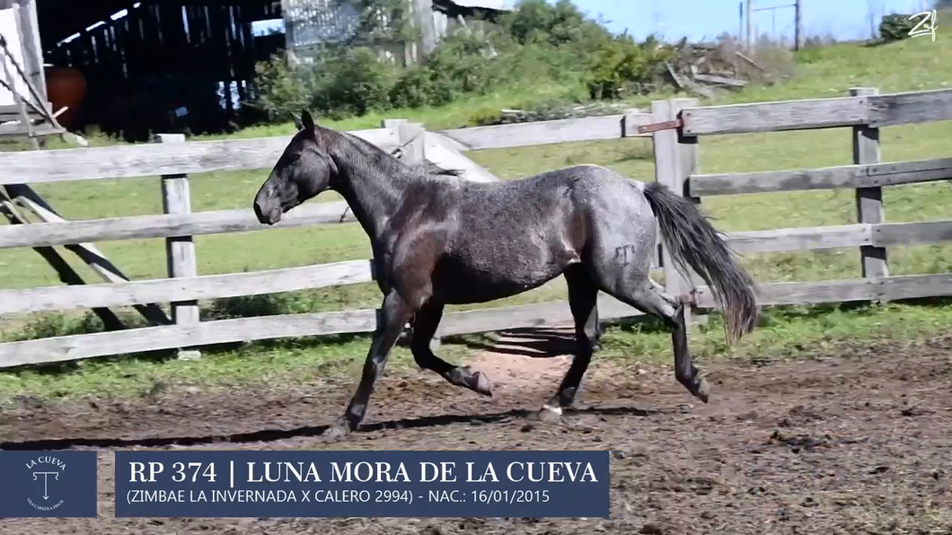 Lote Yegua de andar