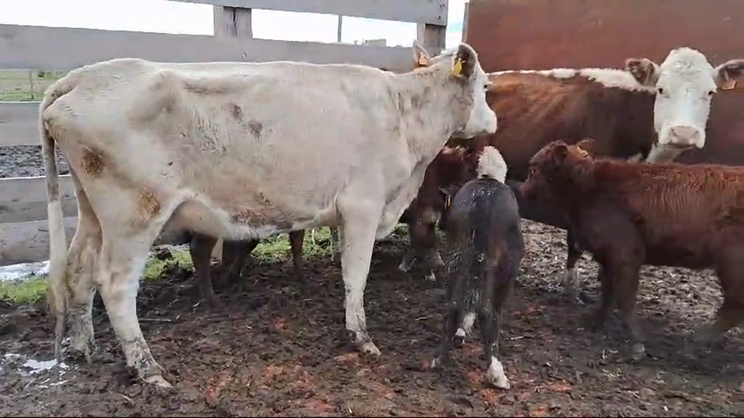 Lote 8 Piezas de cría Hereford y Cruza a remate en Pantalla Camy  en Ecilda