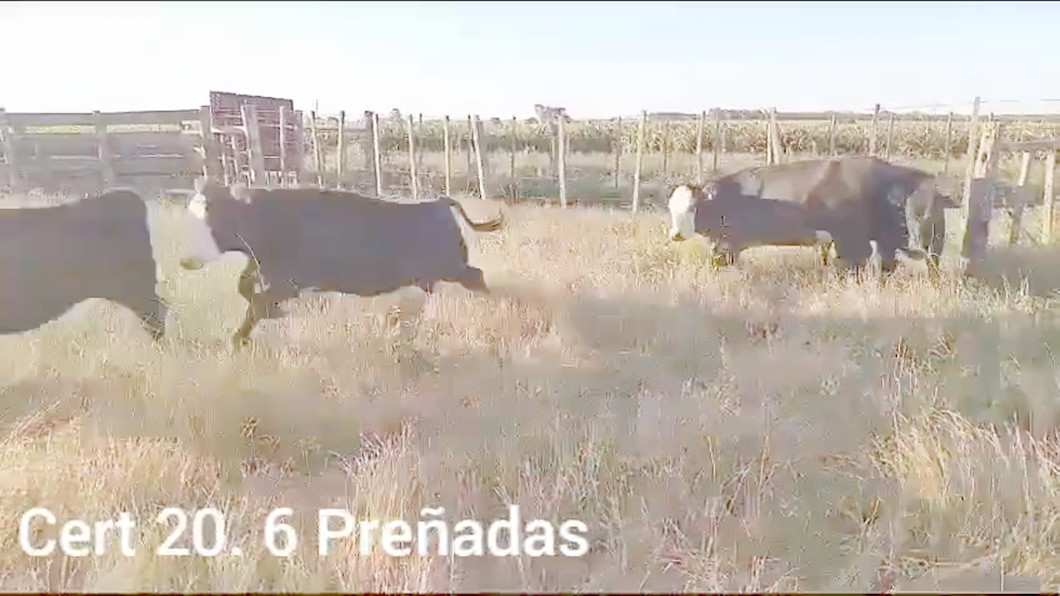 Lote VAQUILLONAS PREÑADAS