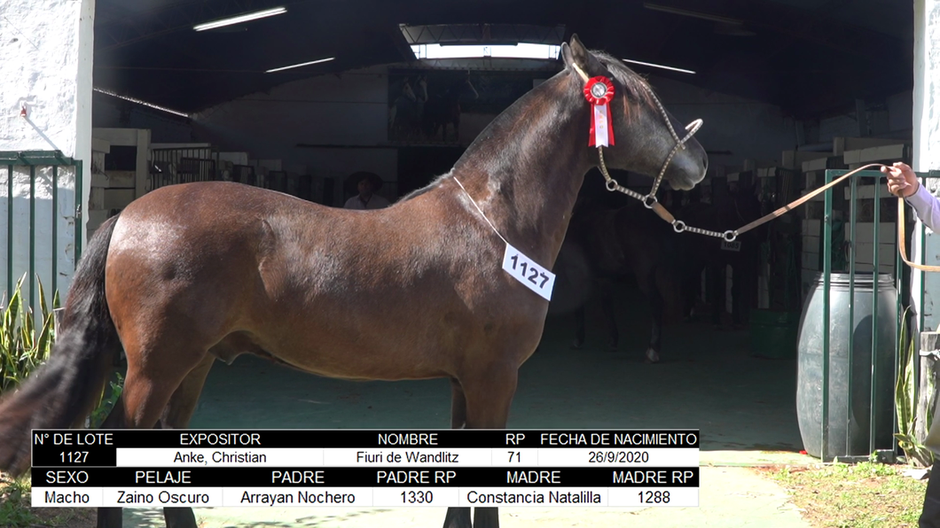 Lote CRIOLLOS EXPO INTERNACIONAL 2022 RP  71- LOTE 5