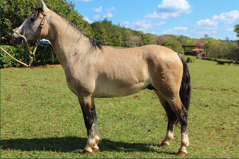 Lote ENBKURUPI 313