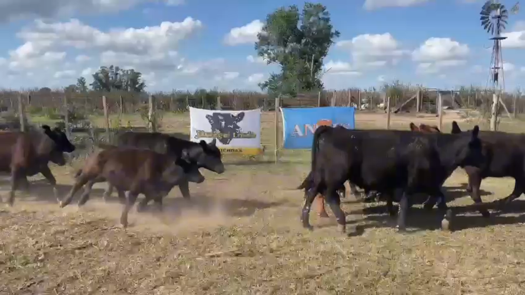 Lote 65 Terneros en Gral. Paz, Buenos Aires