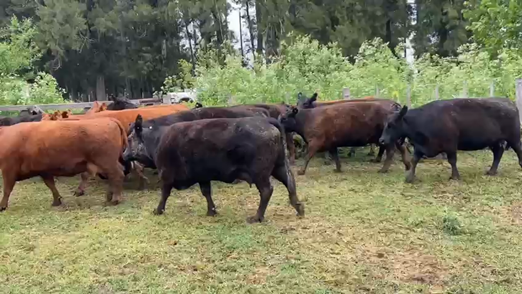 Lote 30 Vacas medio uso C/ cria