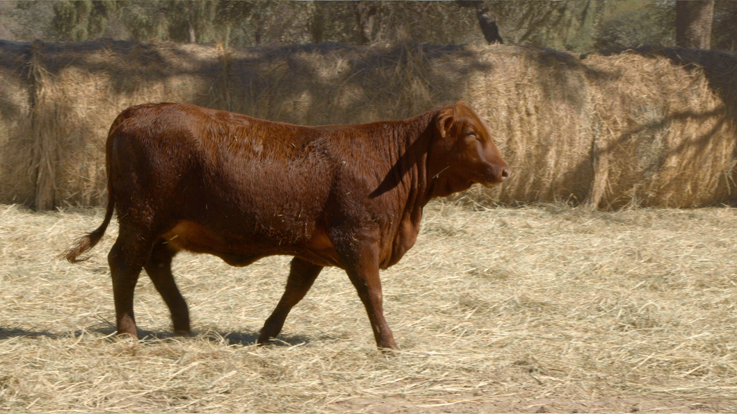 Lote HEMBRAS Remate Nucleo Genbra
