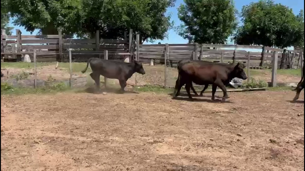 Lote VAQUILLONAS 1 A 2 AÑOS