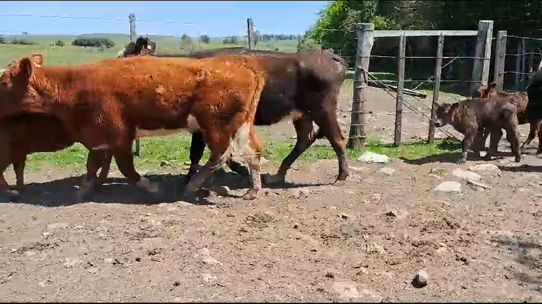 Lote (Vendido)12 Piezas de cría Angus a remate en Remate por pantalla de la Exposición de San José en Ruta 23 Km 120