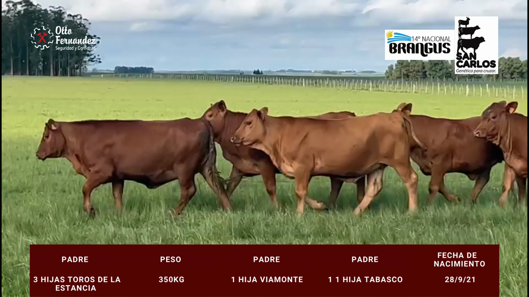 Lote San Carlos