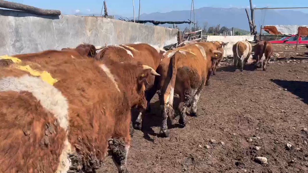 Lote 22 Novillo Gordo en Mostazal, VI Región O-Higgins