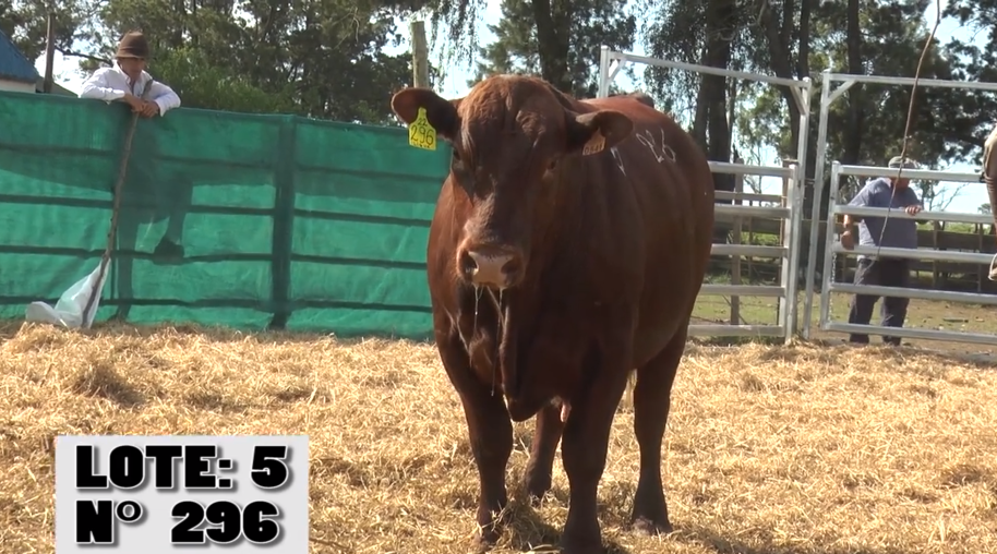 Lote 3 Toros a remate en Remate La Empastada , Artigas