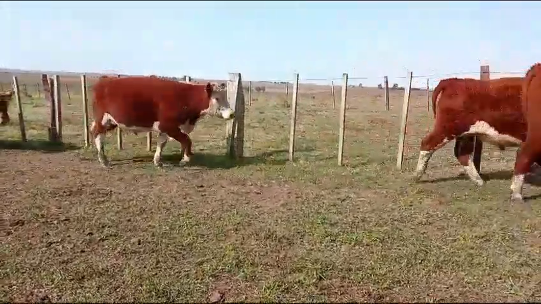 Lote 17 Novillos 2 a 3 años 17 HE a remate en Pantalla Expo Salto - Daniel Medina 478kg -  en SARANDI DE YACUY, KM 570 DE RUTA 3, 8 KM AL ESTE. 30 KM DE B.BRUM