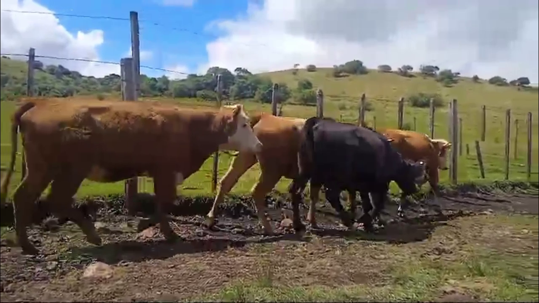 Lote VACAS PREÑADAS