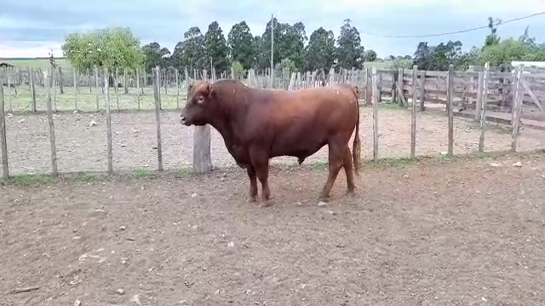 Lote Red Angus Morixe