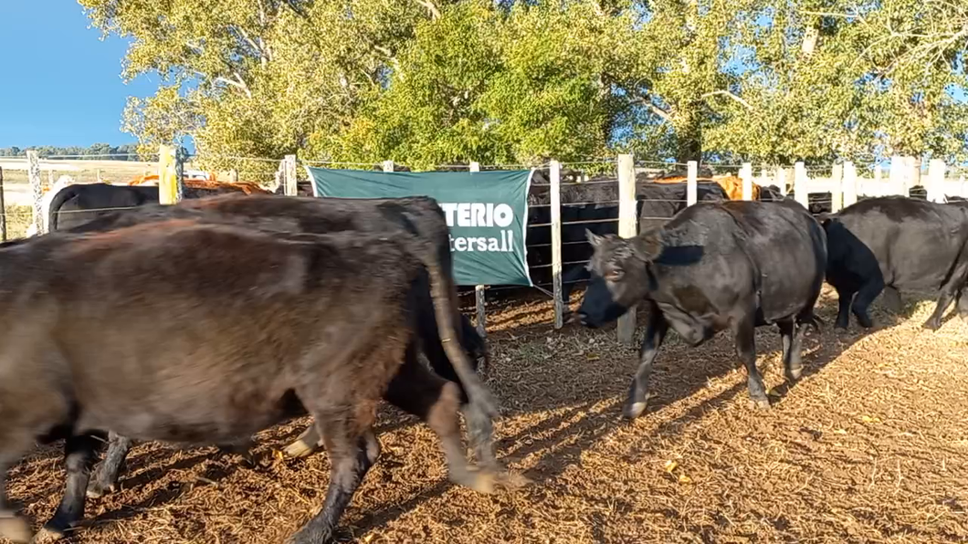 Lote 14 Vacas medio uso C/ gtia de preñez EN DAIREAUX