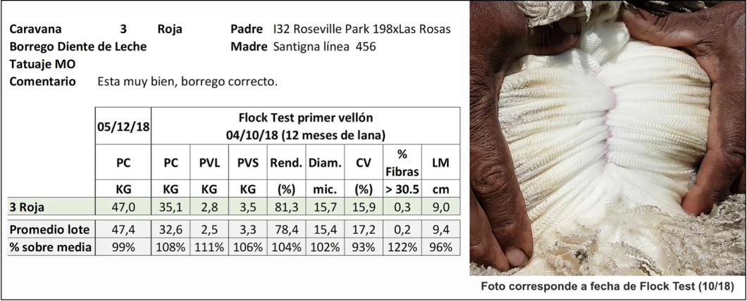 Lote Carvana 3