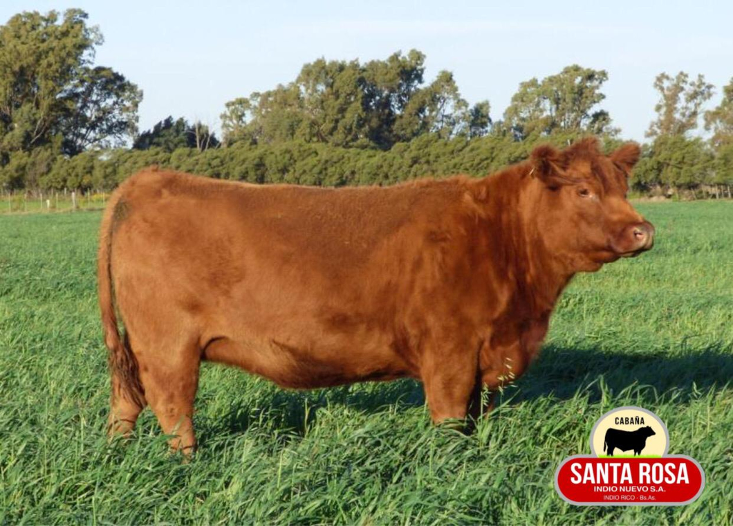 Lote EMBRIONES