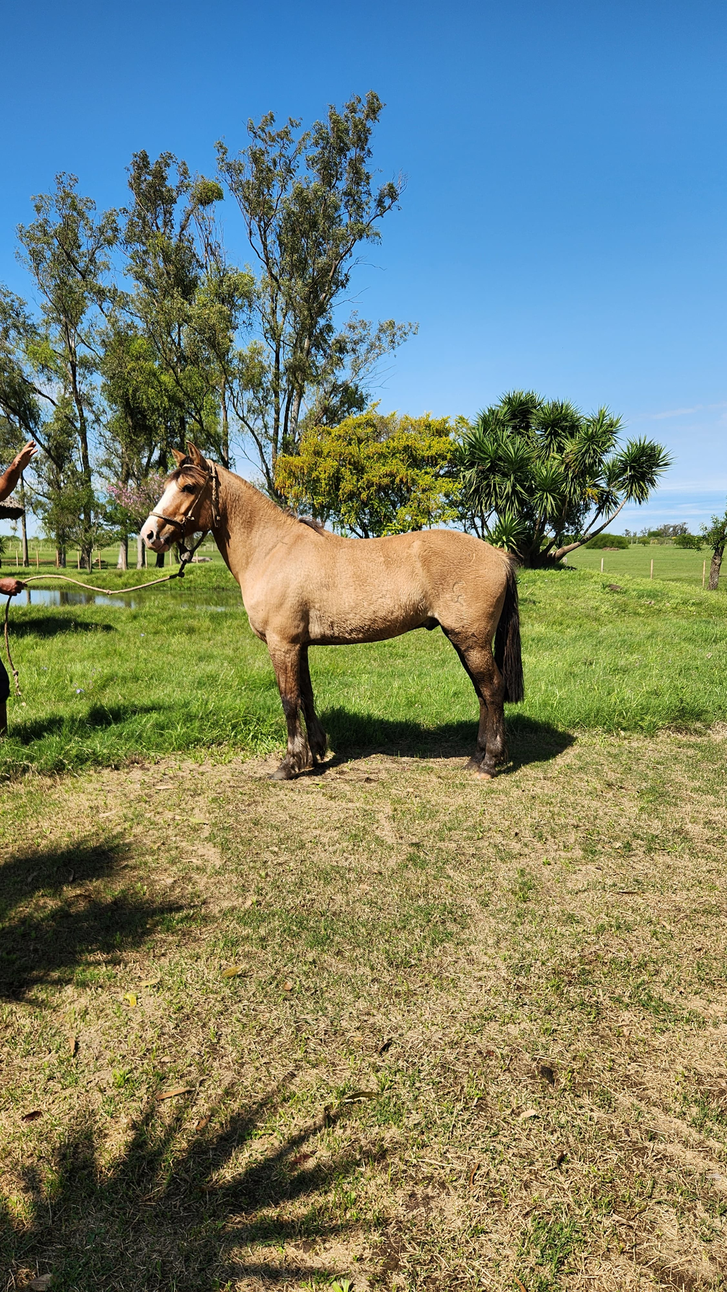 Lote Caballo Castrado  Gateado Malacara