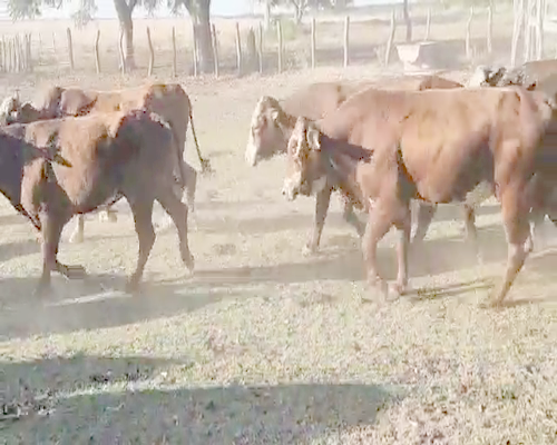 Lote 51 Toros de invernar en Saladas, Corrientes