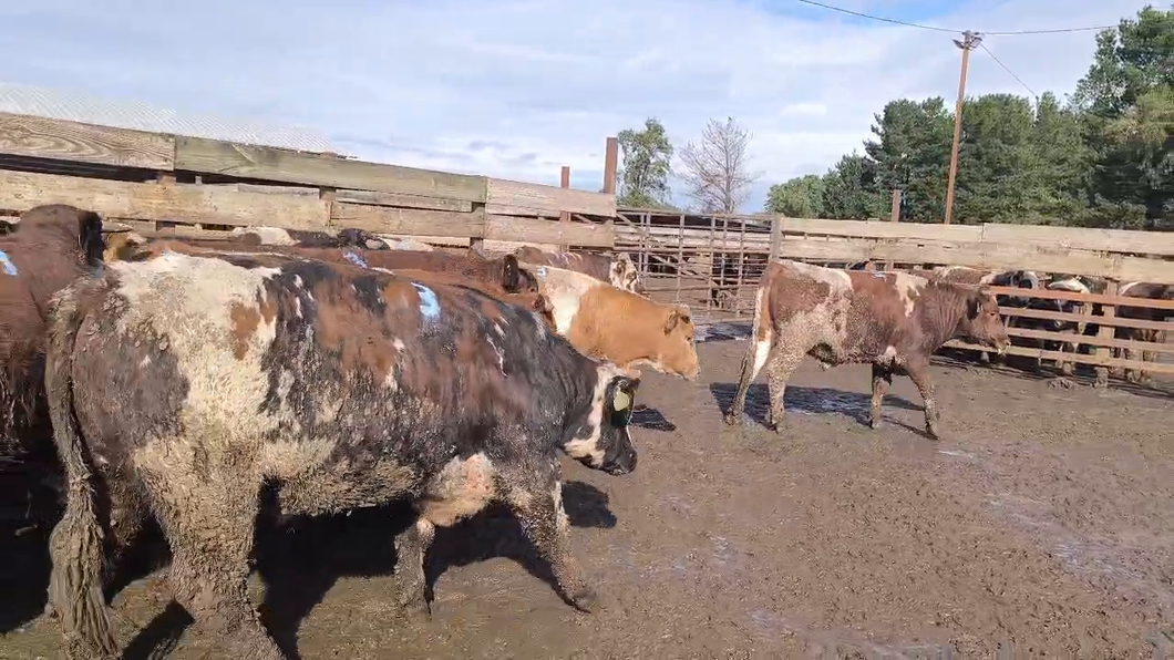 Lote 20 Novillo Gordo en Los Ángeles, VIII Región Biobío
