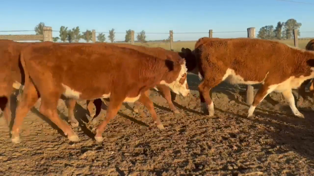 Lote Estancia Los Molles - Escritorio Dutra