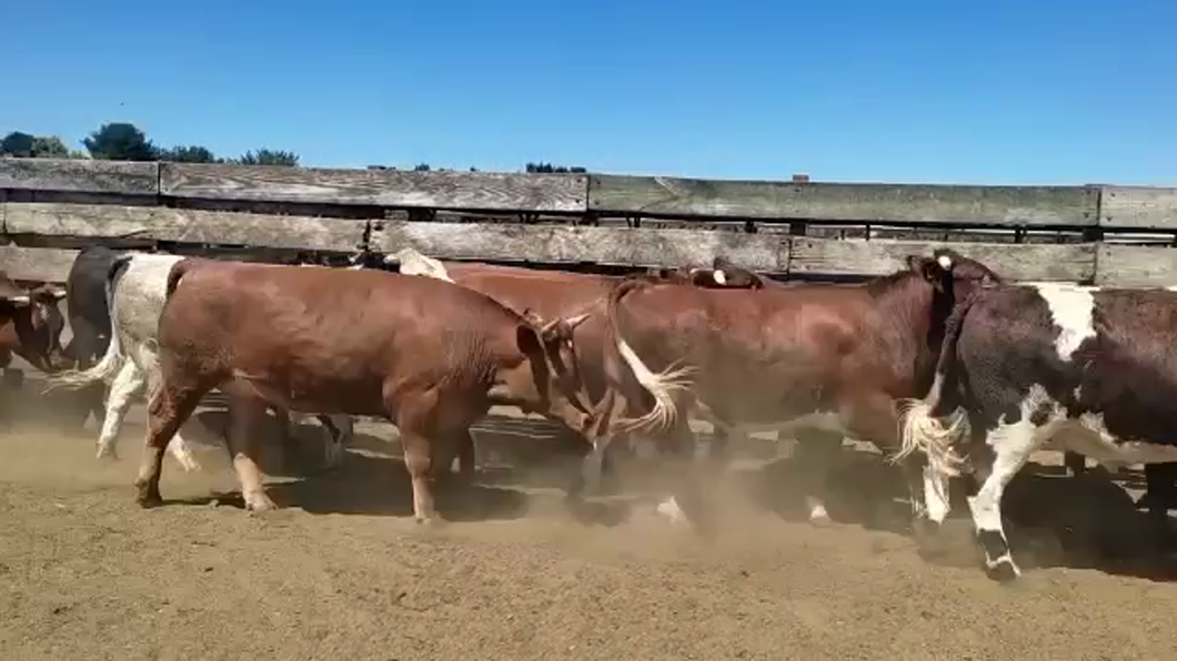 Lote 20 Novillo Gordo en Los Ángeles, VIII Región Biobío