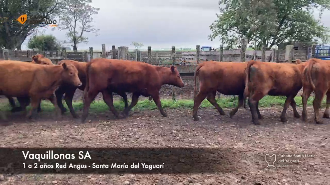 Lote (Vendido)16 Vaquillonas  RA a remate en Subasta Santa Maria del Yaguari, Tacuarembó