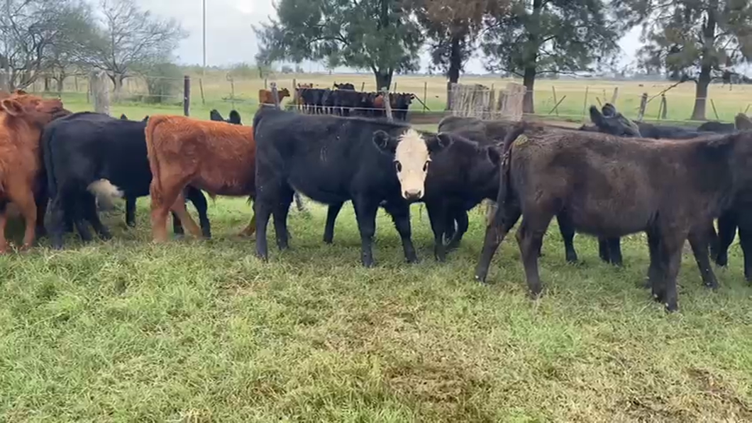 Lote 64 Terneros/as