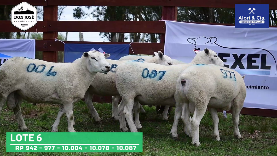 Lote 5 Carneros Texel a remate en Texel Don José 2022 en Tupambaé