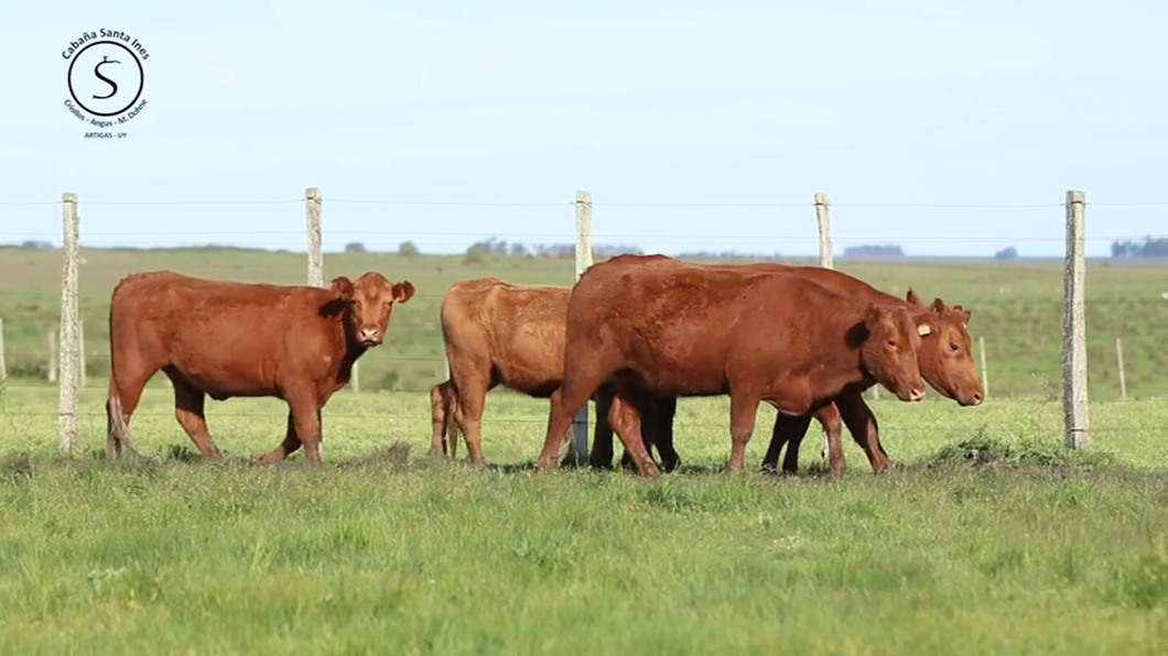 Lote 4 Vaquillonas  Red Angus a remate en Santa Ines, Artigas