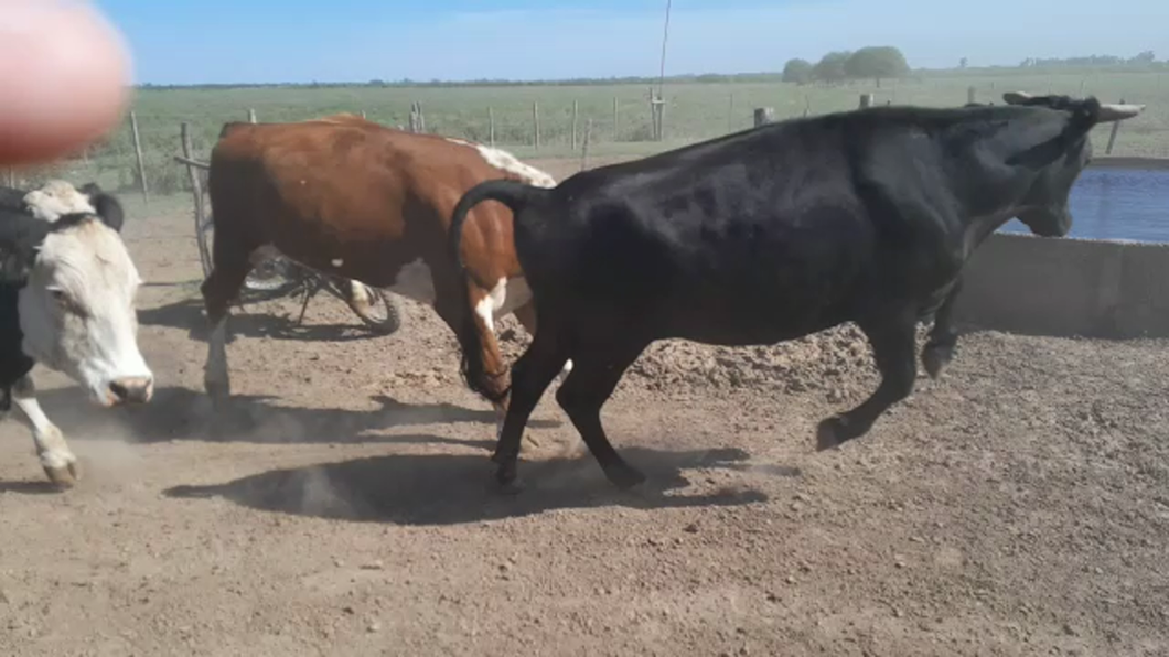 Lote 32 Novillos Brangus cruza con Holando Argentino en Felicia, Santa Fe