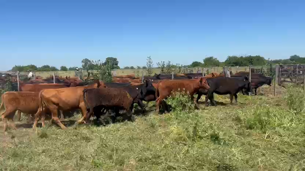 Lote 105 Terneras