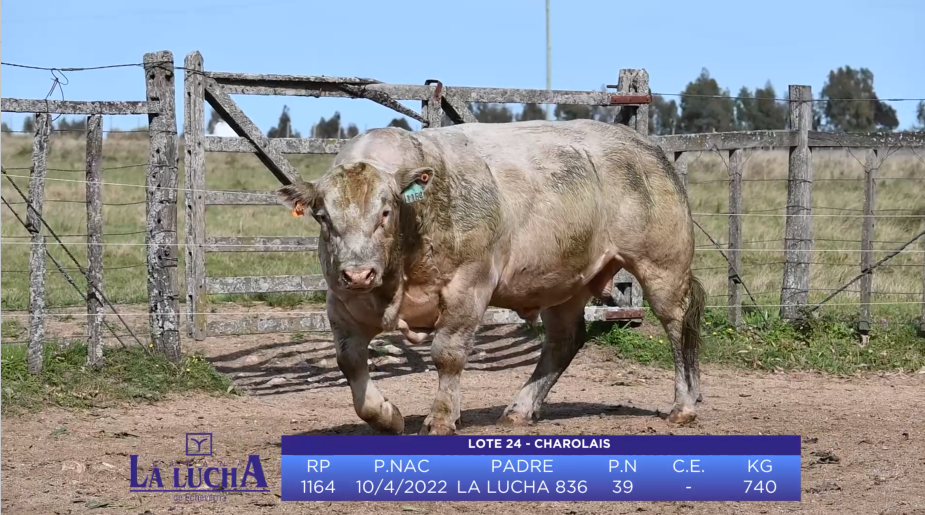 Lote TORO CHAROLAIS