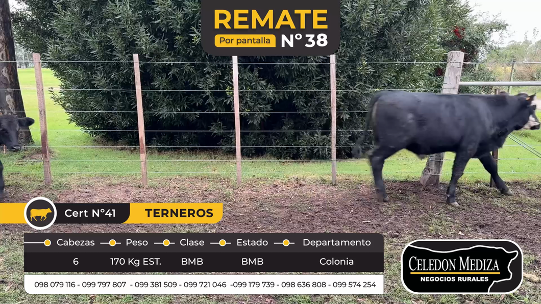 Lote 6 Terneros en Tarariras, Colonia