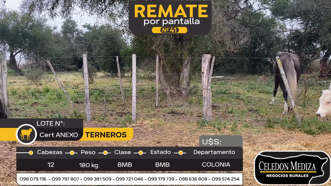 Lote 12 Terneros en Colonia