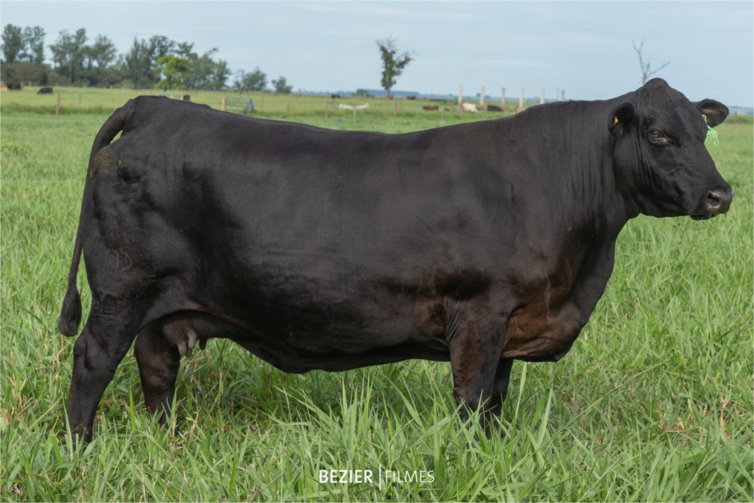 Lote PACK 5 EMBRIONES ANAMÉLIA FIY 218H X BIG TOWN