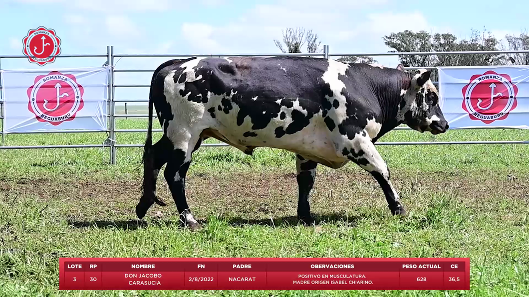 Lote Toros a remate en 8º Remate Anual - Estancia Romanza, Tacuarembó