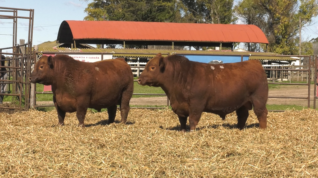 Lote TOROS ANGUS PP