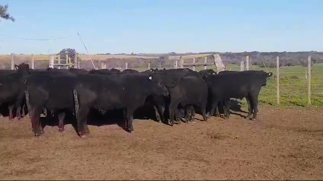 Lote (Vendido)29 Novillos ANGUS a remate en #46 Pantalla Carmelo 300kg -  en POLANCOS