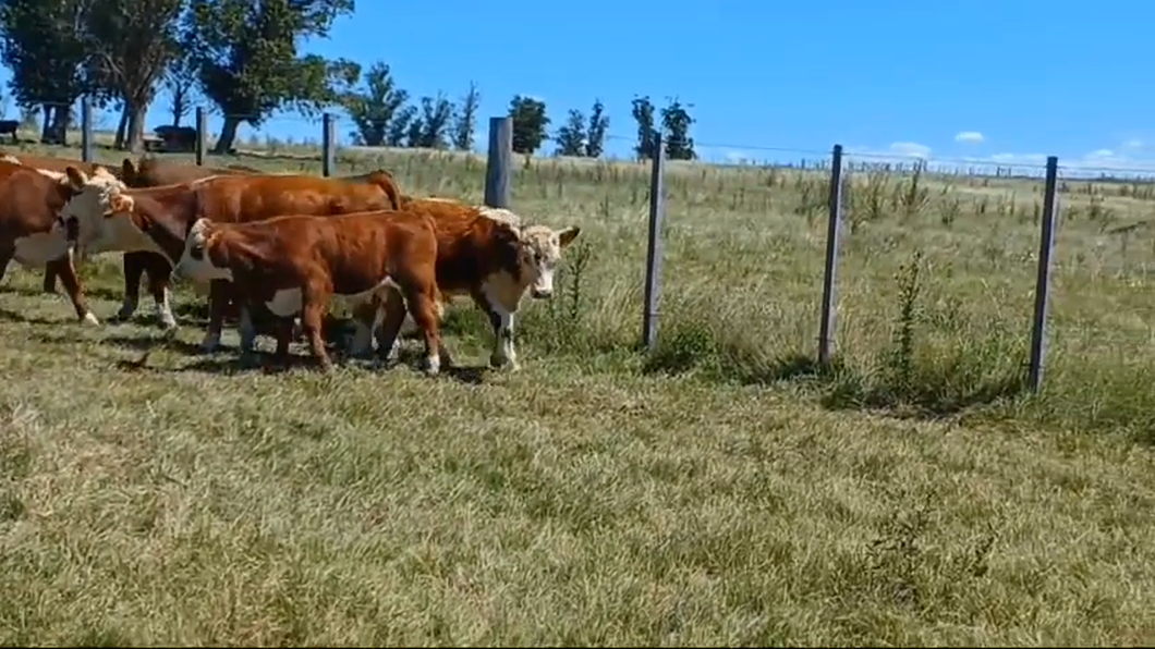 Lote 11 Terneros HEREFORD/ ANGUS a remate en #42 Pantalla Carmelo  220kg -  en EL CAUTIVO