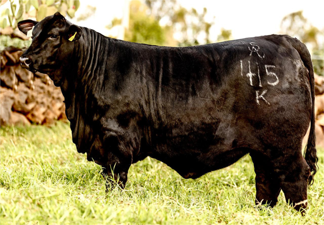 Lote PACK 5 EMBRIONES SHE'S MAIN PROJECT X JAQUE MATE