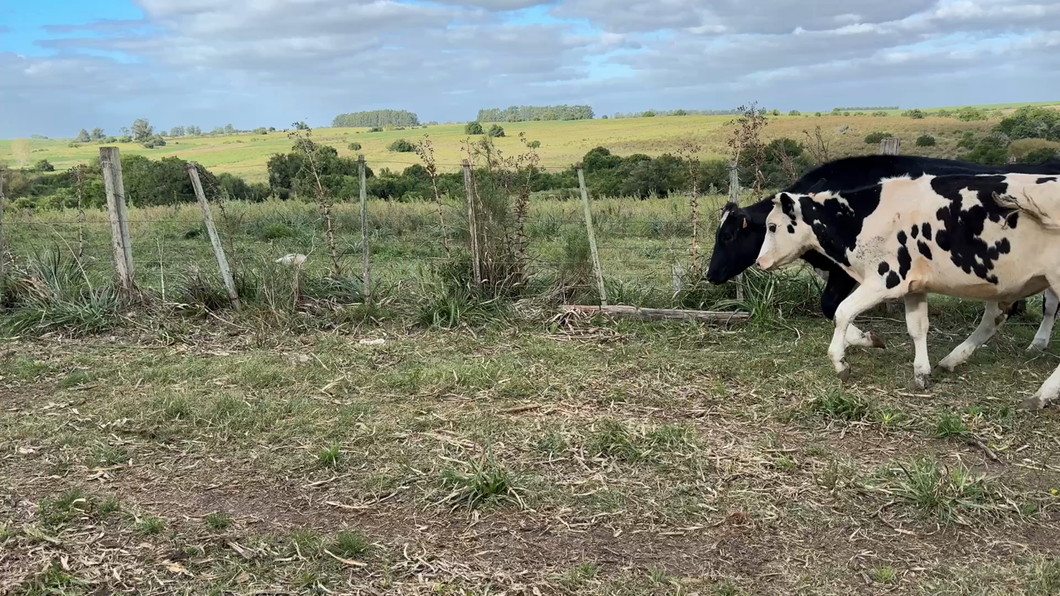 Lote NOVILLOS 1 a 2 AÑOS