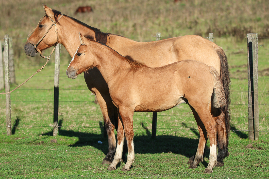 Lote Intrusa El Ombu