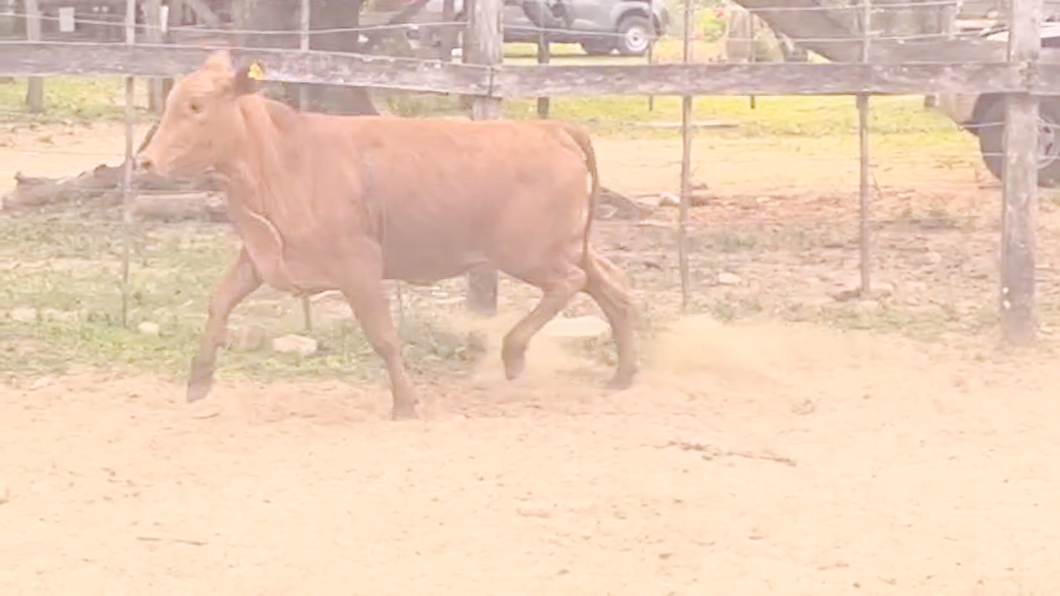 Lote Vaquillas Brangus a remate en Pantalla El Plantelaso 325kg -  en Cnel. Oviedo