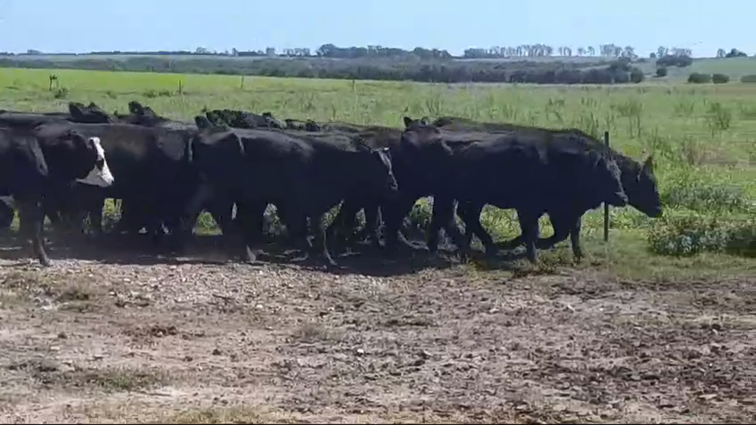 Lote (Vendido)31 Vacas de Invernada ANGUS - ANGUS/ HEREFORD a remate en #43 Pantalla Carmelo  390kg -  en SAN PEDRO