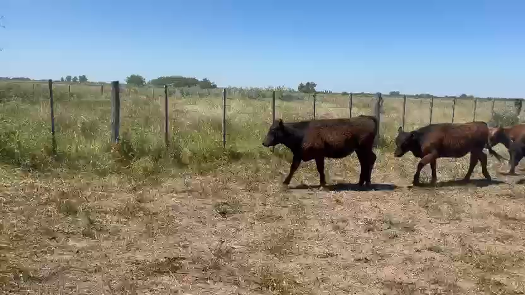 Lote 105 Terneras