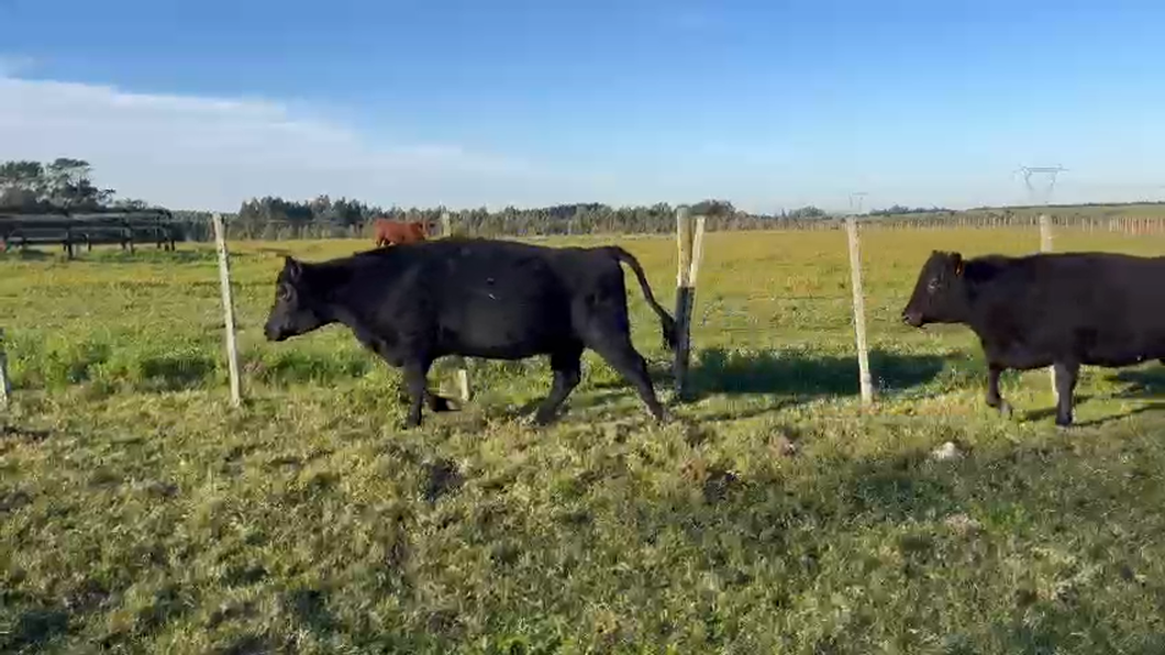 Lote 19 Vacas preñadas