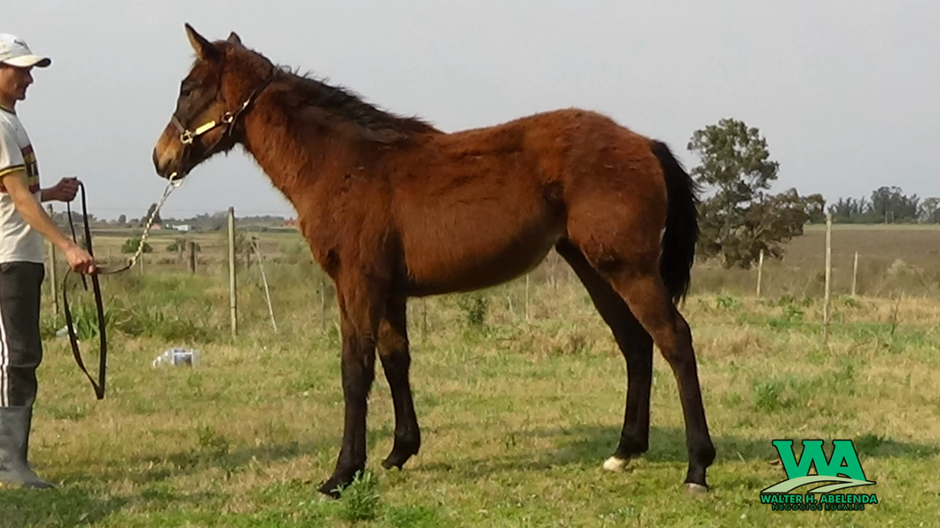 Lote AMARINADA KOWBOY