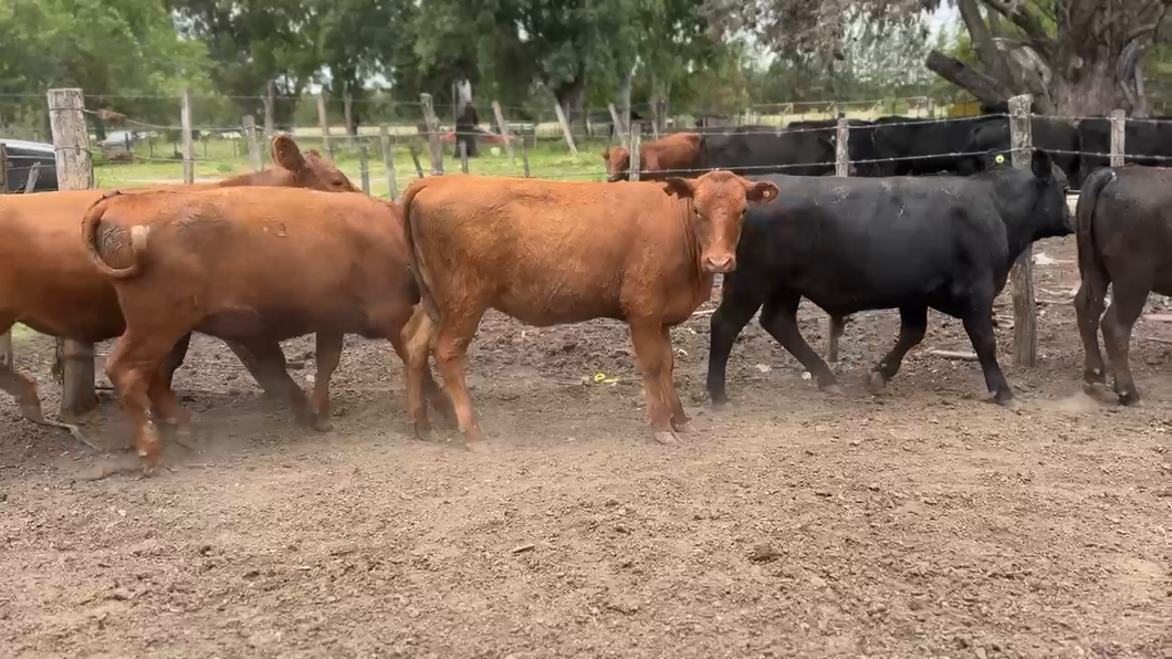 Lote 15 Terneros/as