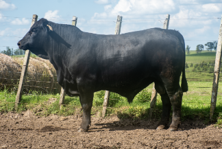 Lote Toros a remate en Nacional Brangus, Tacuarembó